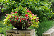Top 10 Container Gardening Tips