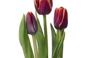 When To Cut Back Tulips